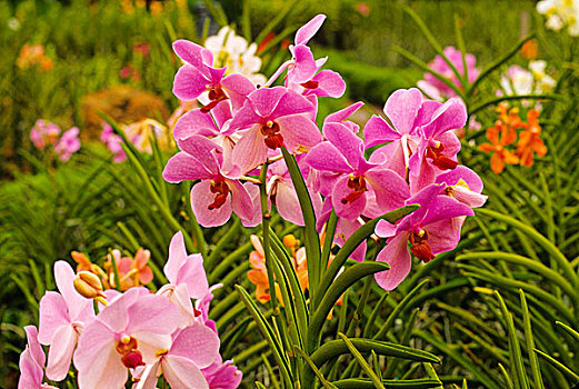粉色,兰花,花园,湖,公园,吉隆坡,马来西亚