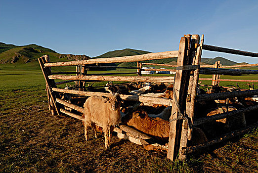 蒙古,游牧,夏天,露营,动物,牧群,山羊,绵羊,圆,帐蓬,蒙古包,草地,靠近,自然,自然保护区,鄂尔浑,亚洲