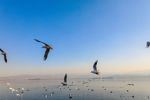 展翅飞行的海鸥