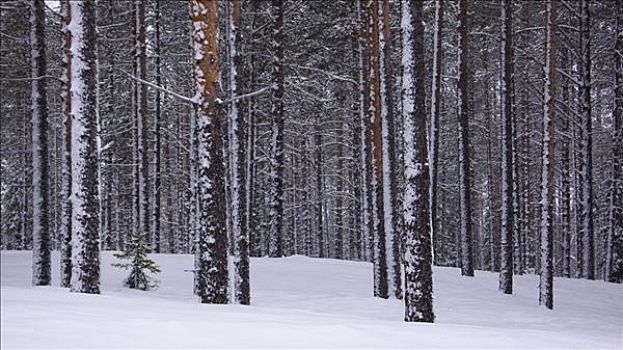 积雪,树干,自然,胜地,芬兰