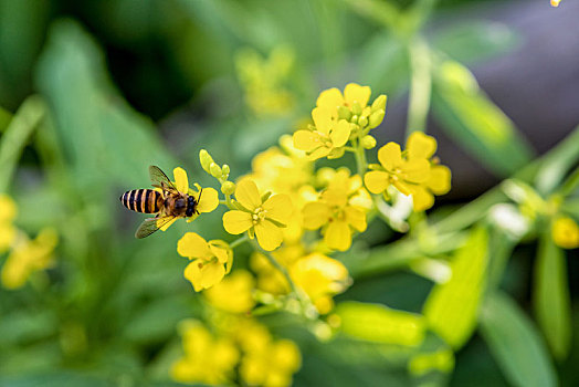 蜜蜂,黄花