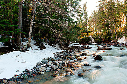 河,流动,树林,惠斯勒,不列颠哥伦比亚省,加拿大