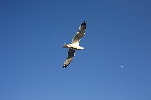 海鸥,飞行,蓝天
