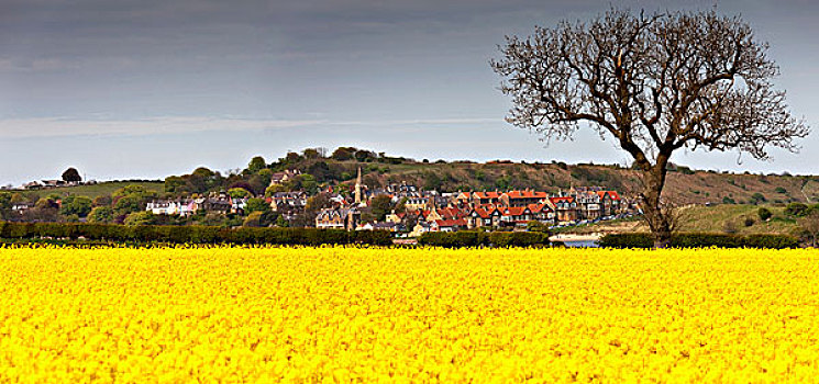 黄花,旁侧,乡村,诺森伯兰郡,英格兰