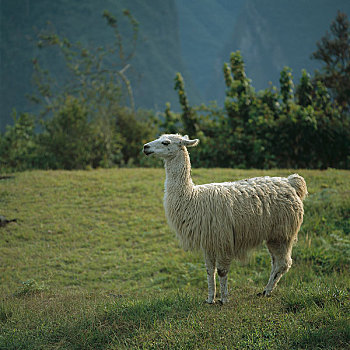 羊驼,站立,山,草地,印加古道,秘鲁