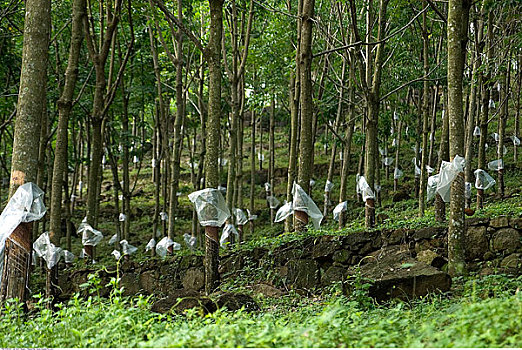 橡胶树,斯里兰卡