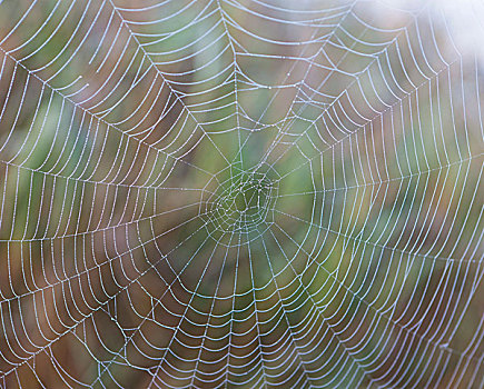 蜘蛛网,早晨,露珠,湖,上巴伐利亚,巴伐利亚,德国,欧洲
