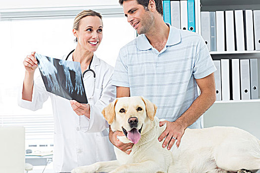 兽医,宠物主人,讨论,x射线,狗