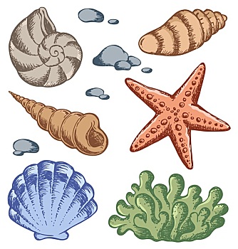 海螺壳,绘画