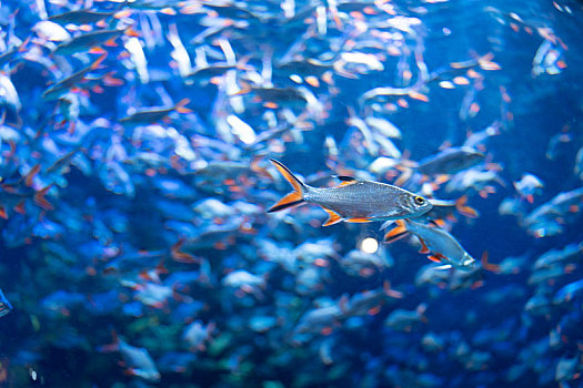 海洋馆水族馆热带泰国淡水鱼泰国鲫红鳍鲫