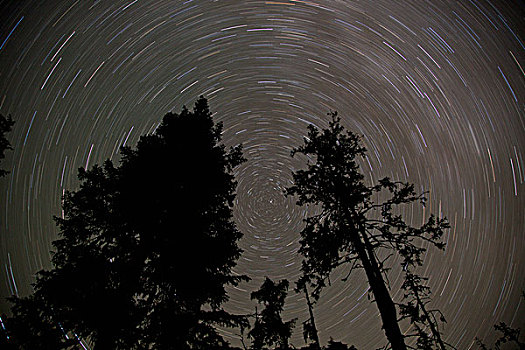 星迹,上方,雨林,树,通加斯国家森林,彼得斯堡,阿拉斯加