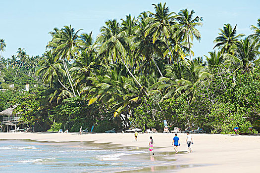 海滩,棕榈树,南方,省,印度洋,斯里兰卡,亚洲