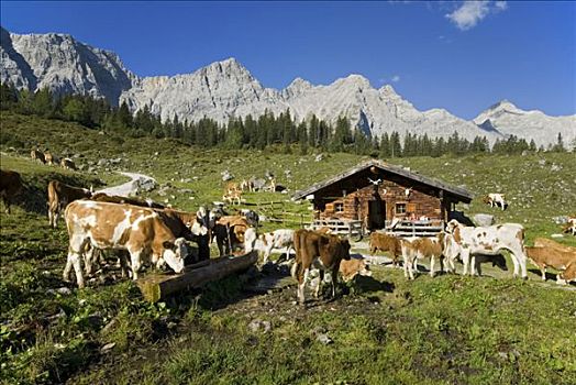 母牛,放牧,高山牧场,提洛尔,奥地利,欧洲