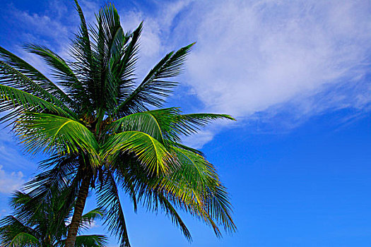 棕榈树,完美,天空