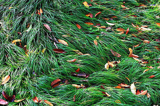 落叶,秋天,树根,草地,草,绿色,公园
