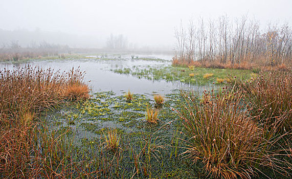 雾状,湿地,荷兰,欧洲