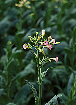 烟草,植物,花烟草,法国