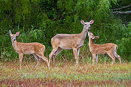 白尾鹿,年轻,德克萨斯,美国