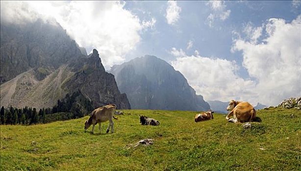 高兴,母牛,顶峰,山丘,省,意大利,欧洲