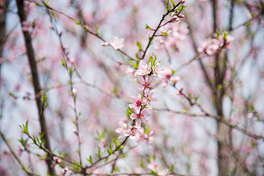 春季盛开的桃花花朵特写