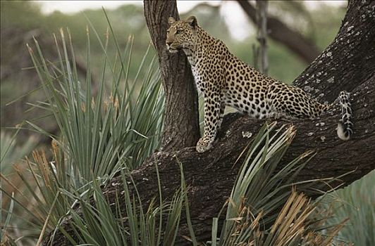 豹,树上,寻找,捕食,奥卡万戈三角洲,博茨瓦纳,非洲