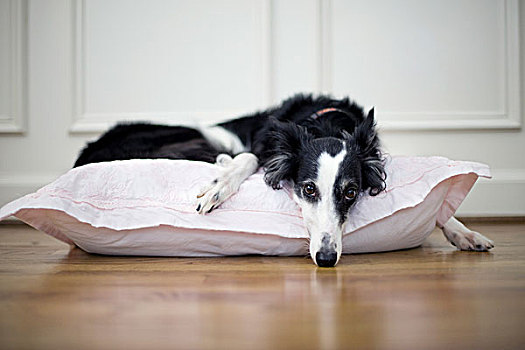 狗,枕头,床