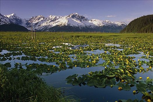 垫,开花,湿地,楚加,夏天