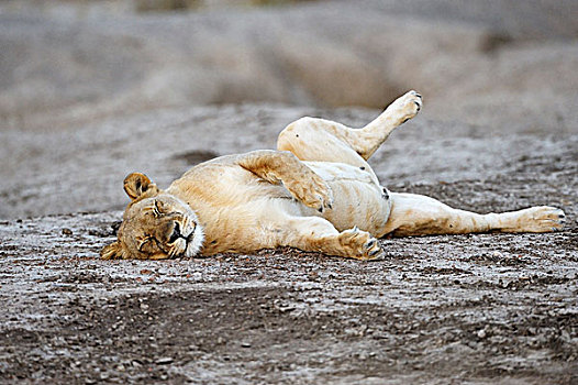 雌狮,狮子,睡觉,赞比西河下游国家公园,赞比亚,非洲