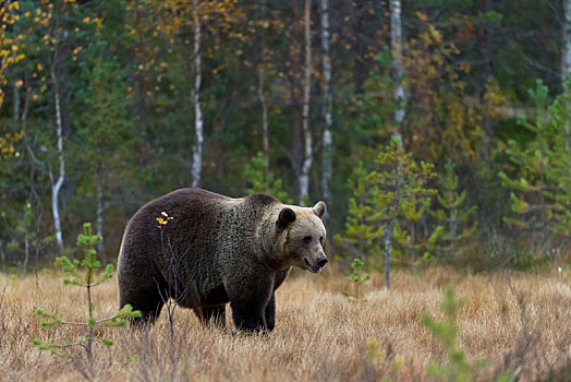 棕熊,雄性,树林,北方,卡瑞里亚,芬兰,欧洲