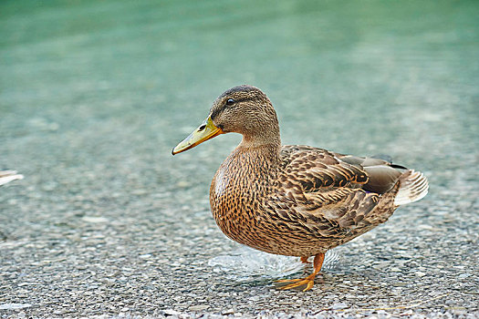 野鸭,绿头鸭,雌性,站在水中,巴伐利亚,德国,欧洲