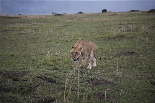 雌狮,狮子,走,地点,马赛马拉国家保护区,肯尼亚