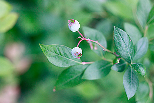 蓝莓,蓝色浆果