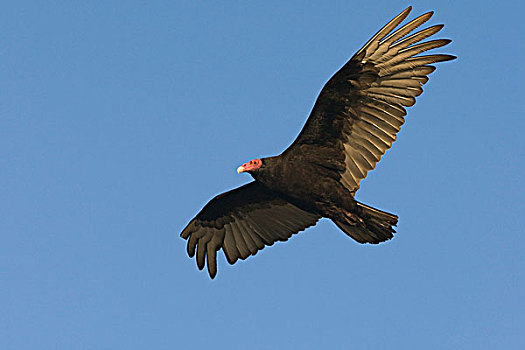 美洲鹫,红头美洲鹫,飞,福克兰群岛