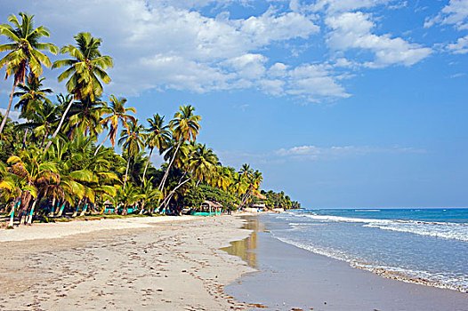加勒比海,海地,王子,棕榈树,海滩
