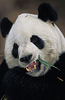 大熊猫,成年,叶子,卧龙自然保护区,中国