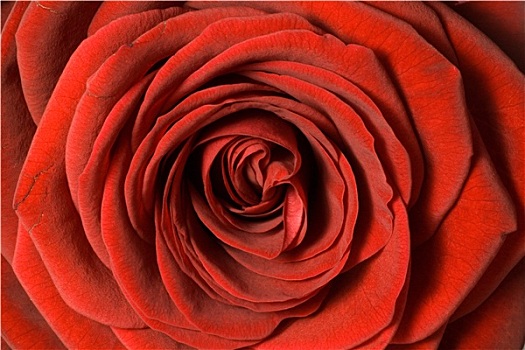 特写,红玫瑰,花瓣