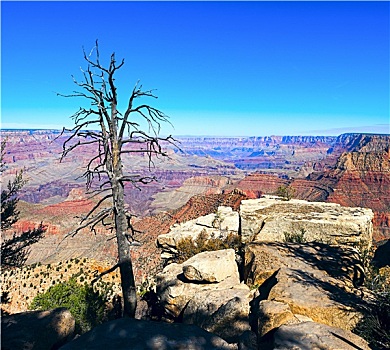 大峡谷,老,干燥,树,前景,亚利桑那,美国