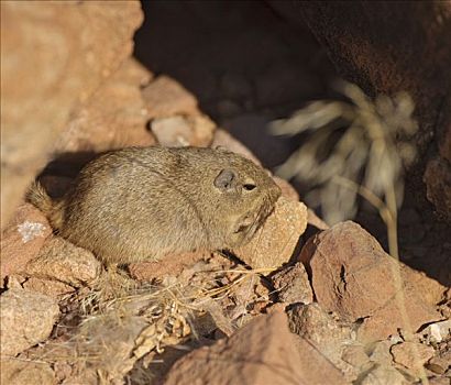岩狸,纳米比亚,非洲