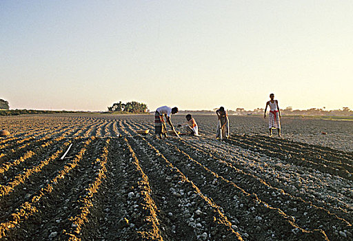 农民,准备,陆地,犁沟,种植,土豆,孟加拉