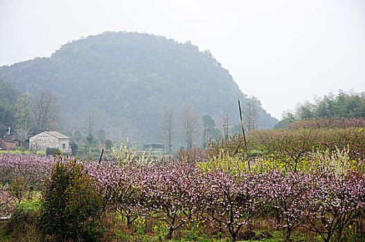 桃花景色