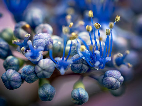 蓝色,八仙花属,芽