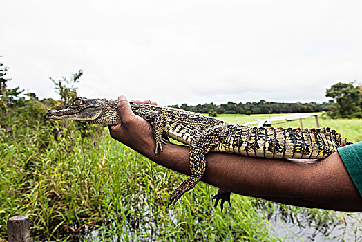 南美,亚马逊河,年轻,鳄鱼,拿着,长度,里奥内格罗,河,靠近,马瑙斯