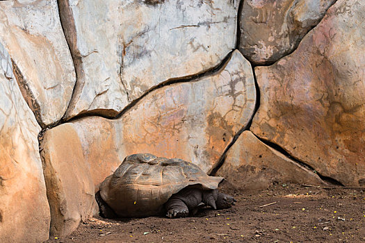 海龟,睡觉,地面