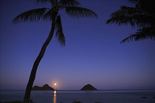 夏威夷,瓦胡岛,满月,上升,上方,莫库鲁阿岛,岛屿,棕榈树