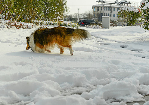 雪地里玩耍的狗狗