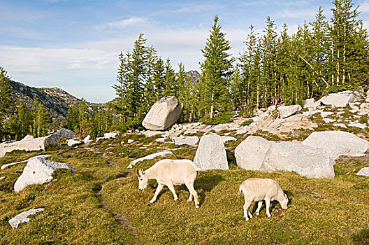 石山羊,雪羊,母羊,湖,盆地,高山,荒野,国家森林,喀斯喀特山脉,华盛顿