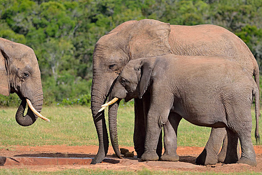 非洲,灌木,大象,非洲象,成年,雄性动物,幼兽,雄性,喝,水潭,阿多大象国家公园,东开普省,南非