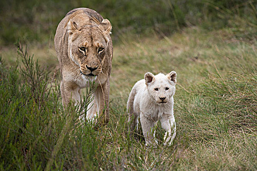 白色,狮子,禁猎区,东开普省,南非,俘获