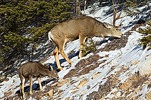 长耳鹿,骡鹿,雄性,鹿,放牧,成熟,罐,秤重,向上,瓦特顿湖国家公园,西南方,艾伯塔省,加拿大