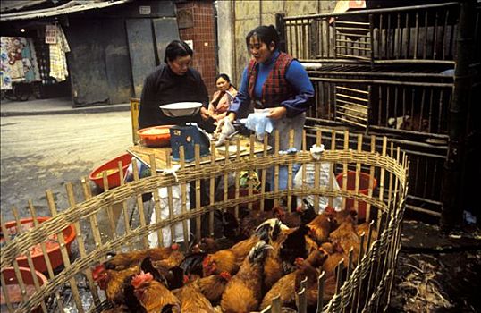 鸡肉,笼子,市场,四川